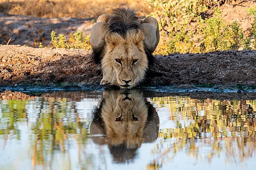 A lion drinking water in the Kalahari Desert of Africa.