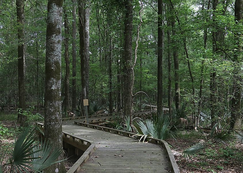 Boardwalk trail through bottomland forest at Tensas River National Wildlife Refuge, Louisiana.