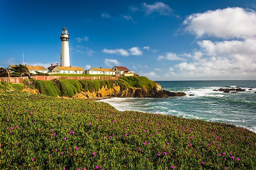 Flowers and view of Piegon Point Lighthouse in Pescadero