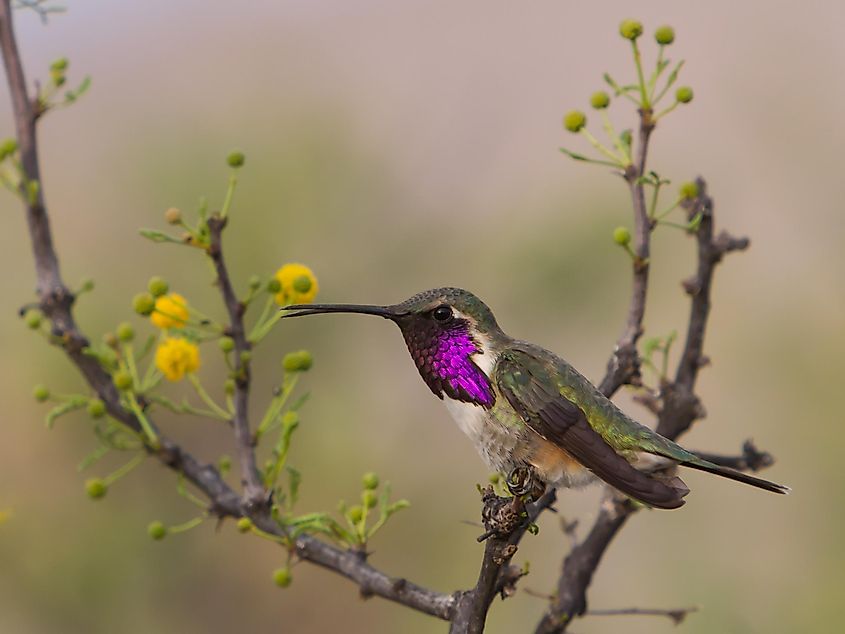 Lucifer Hummingbird, Calothorax lucifer