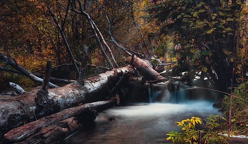 The Little Colorado River in Greer, Arizona, during the morning light.