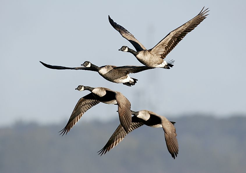 10 Animals That Migrate - WorldAtlas 10 Animals That Migrate - WorldAtlas