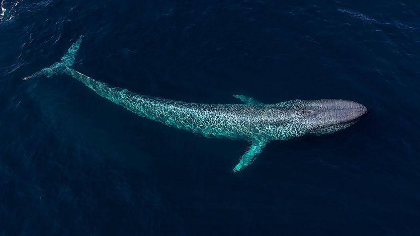 A blue whale