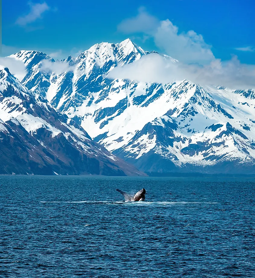 Humpback whale calf breaching while its mother does a pec flap with its fin, Kenai Fjords National Park.