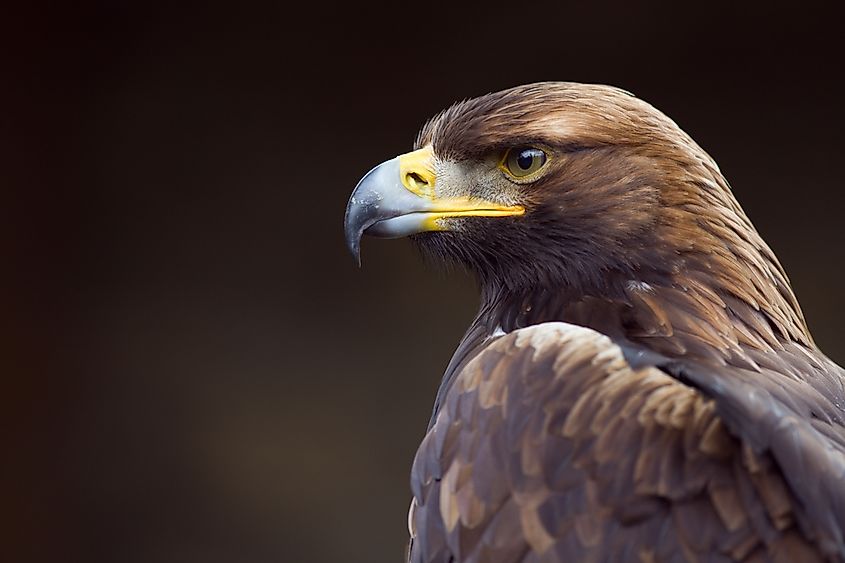 What is the National Bird of Germany? - WorldAtlas What is the National Bird of Germany? - WorldAtlas