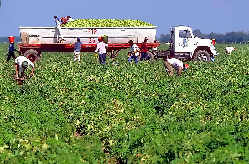 Mexican migrant worker picks tomatoes - Ruskin, Florida