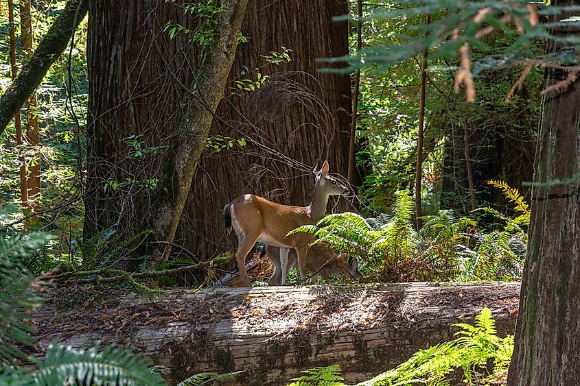Deer in Redwoods National Park, California