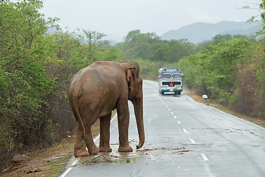 Elephant on road