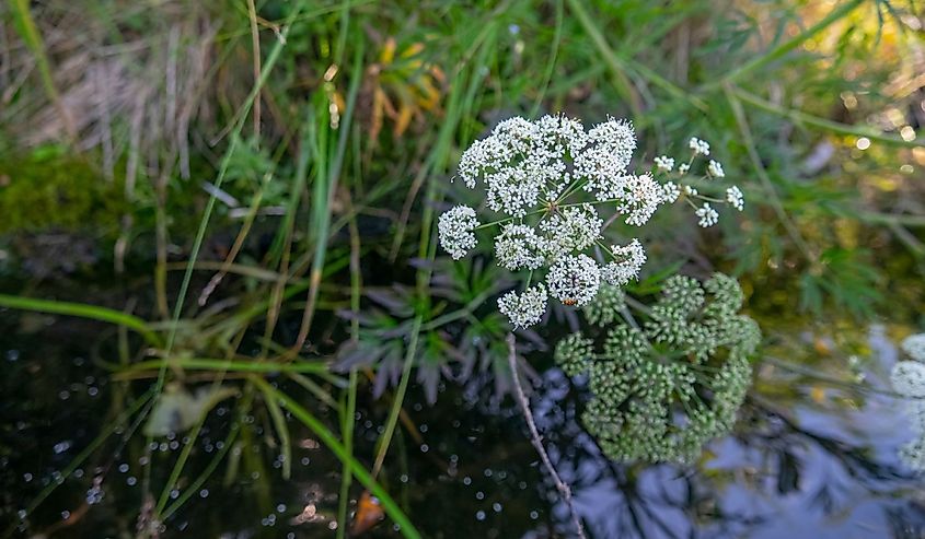 General view of plant on northern river bank during flowering and fruiting period