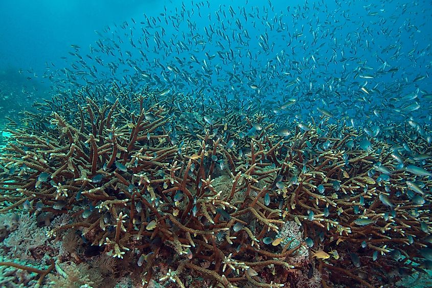 coral in the Ceram sea, Raja Ampat, West Papua, Indonesia