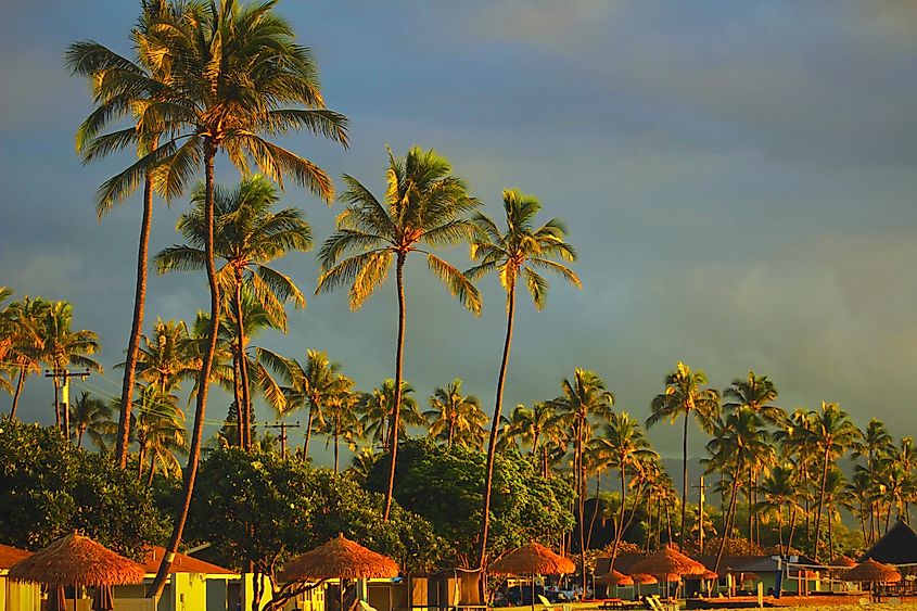Beach front cabanas with palm trees in Ewa Beach Oahu Hawaii