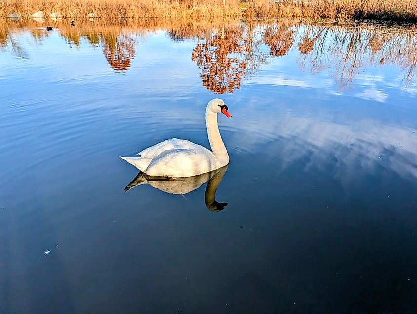 Mute Swan on Lake Michigan