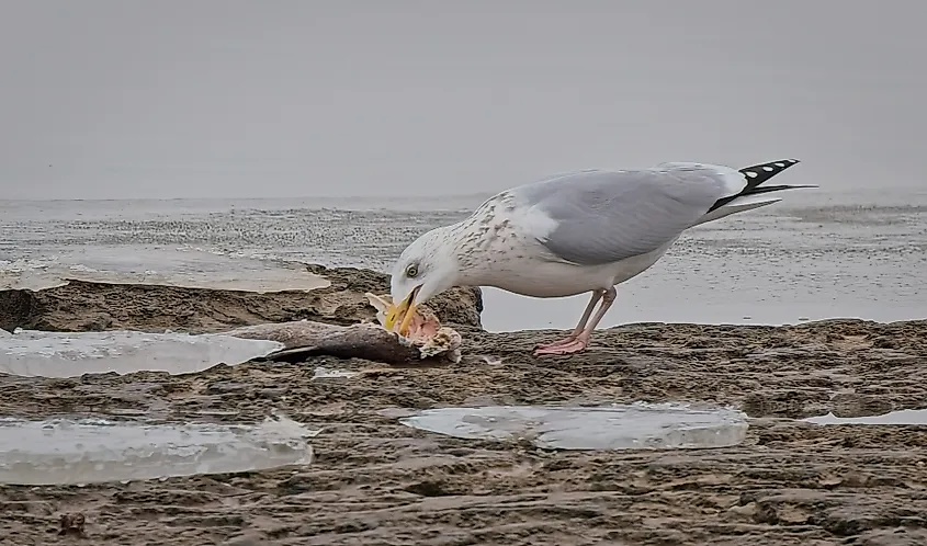 Close-up view of an American Herring Gull eating a fish on the rocky shores of Lake Erie. Fort Erie, Ontario, Canada. Editorial credit: Pierre Williot / Shutterstock.com