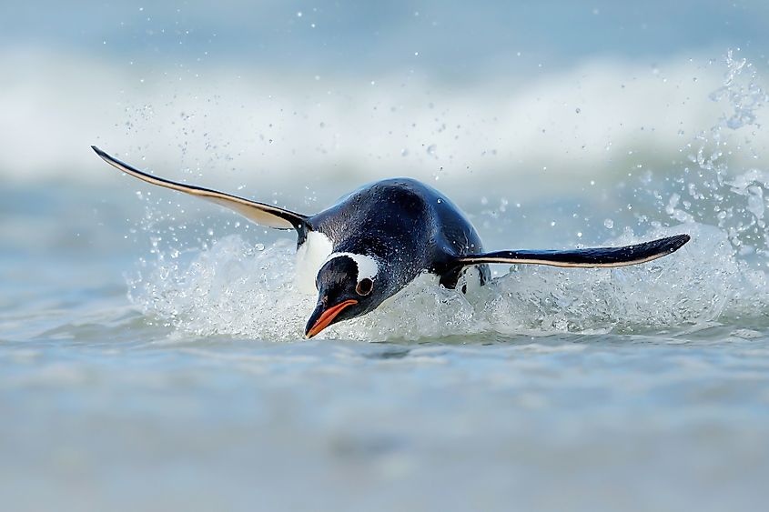 gentoo penguin