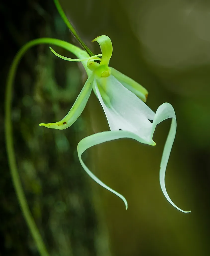 The 10 Rarest Flowers In The World - WorldAtlas