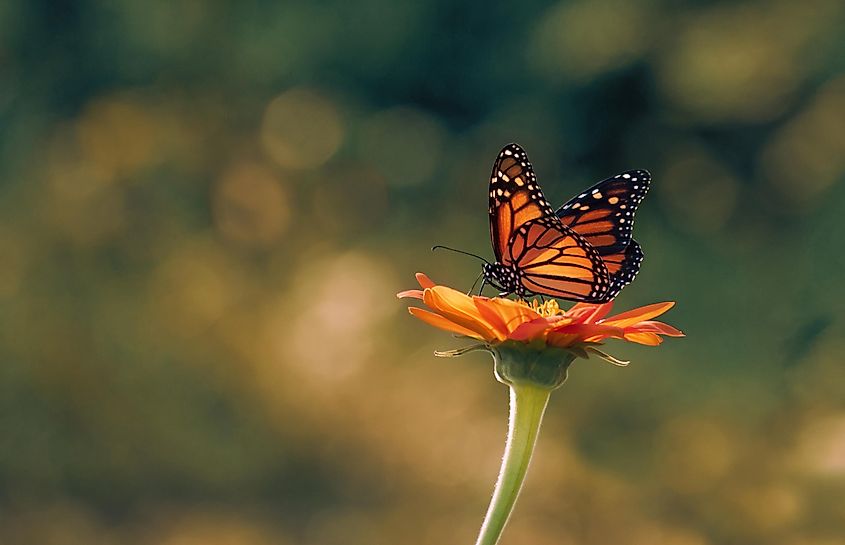 A monarch butterfly on a sunflower.
