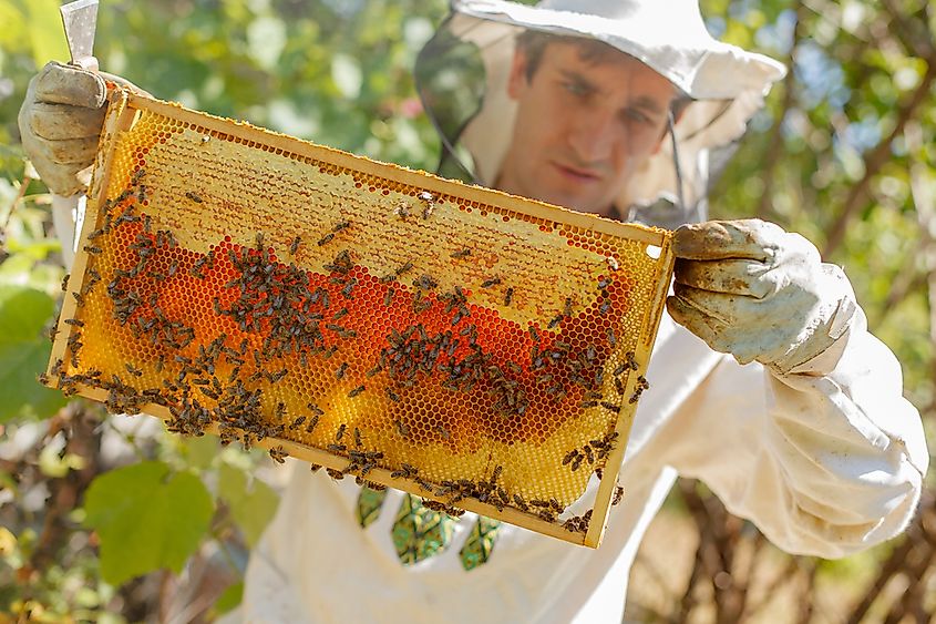 Beekeeper holding a honeycomb full of bees