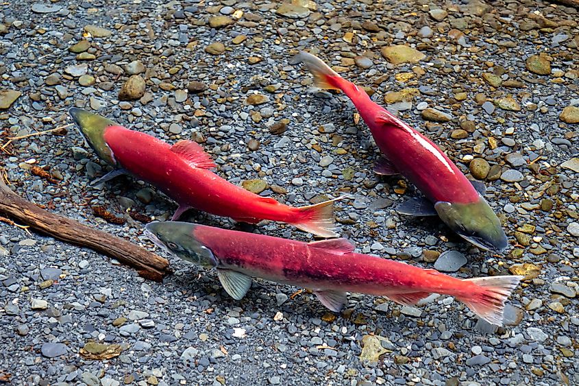 Wild, red sockeye salmon spawning in a clear forest stream