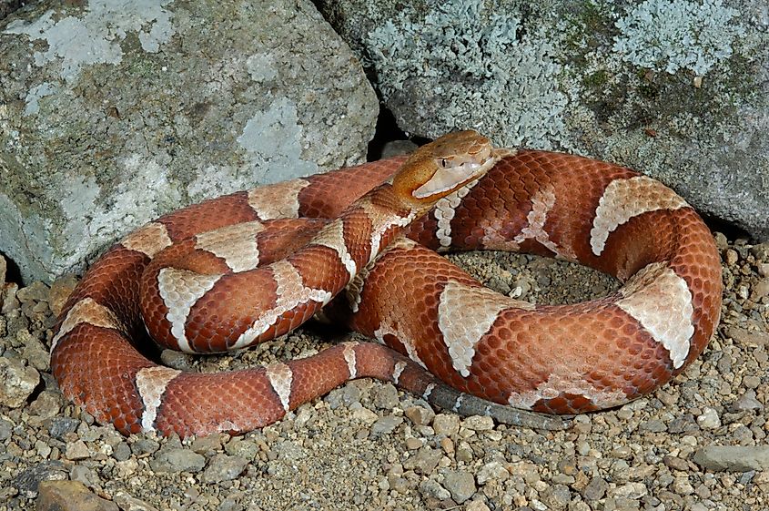 Trans-Pecos Copperhead (Agkistrodon contortrix pictigaster).