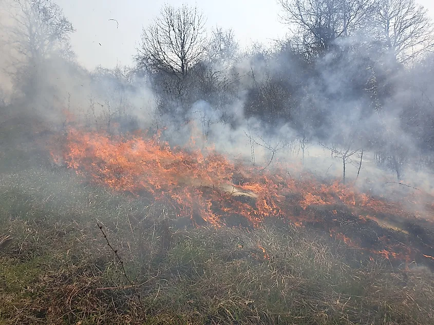 Controlled burning of vegetation.