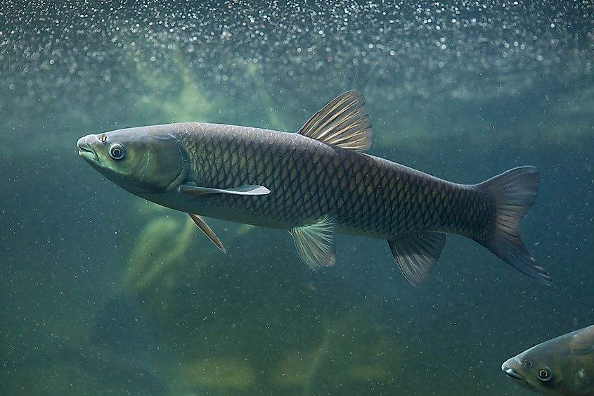 The World's Most Common Types Of Fish