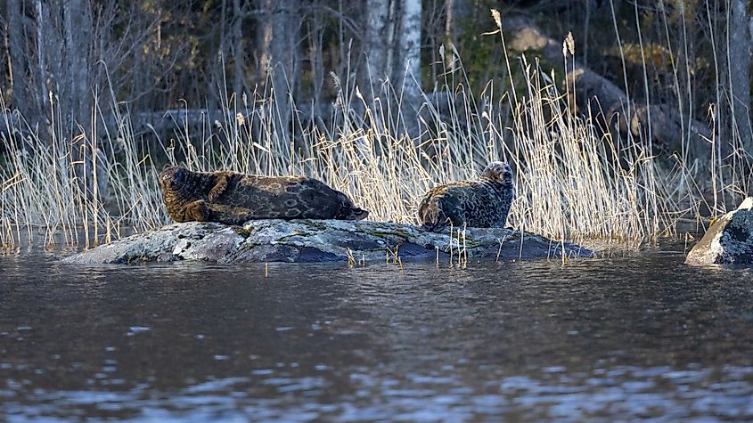 Two saimaa ringed seals laying on the rock under the spring sun. The seals are changing their fur.