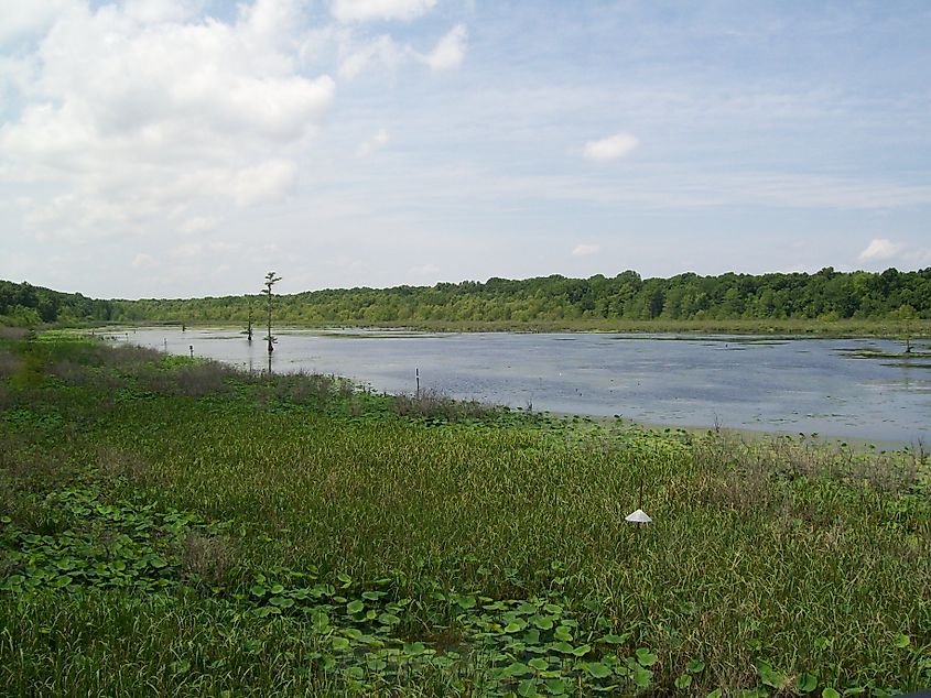 A wetland area in Yazoo National Wildlife Refuge in Mississippi.