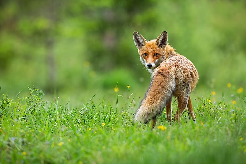 Beautiful red fox with fluffy tail standing and facing camera