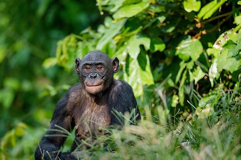 Which Species Is Most Closely Related To Humans? - WorldAtlas Which Species Is Most Closely Related To Humans? - WorldAtlas