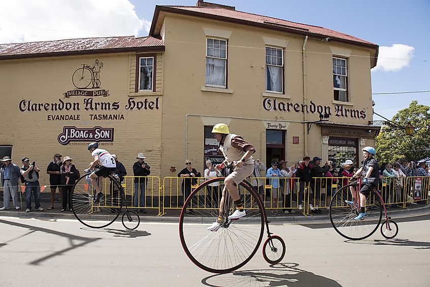At Evandale in Northern Tasmanian Forty-six men, women and children competed on old-fashioned bicycles to contest the 35th National Penny-Farthing Championships