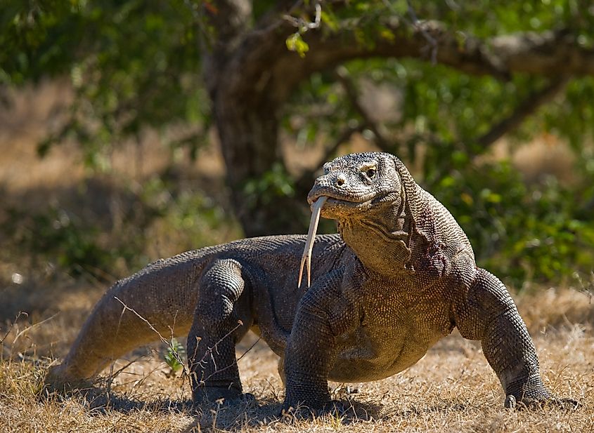 Komodo dragon is on the ground. Indonesia. Komodo National Park.