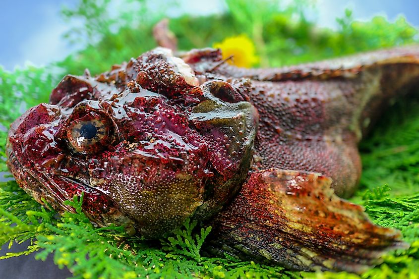 Prepared stonefish (Credit: shutter_tonko via Shutterstock)