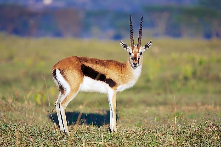 Gazelle Facts - Animals of the World - WorldAtlas