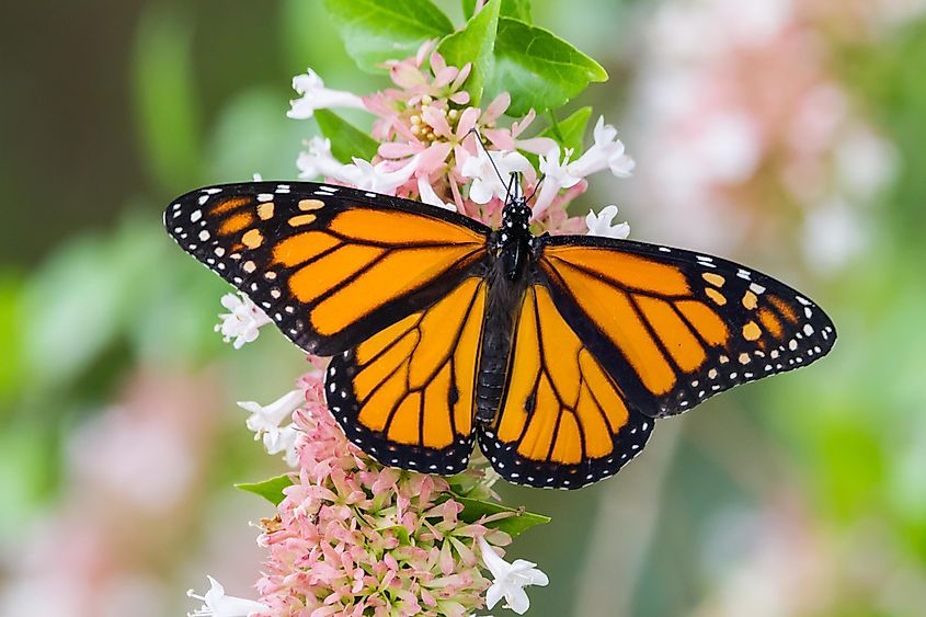 A beautiful monarch buttefly.