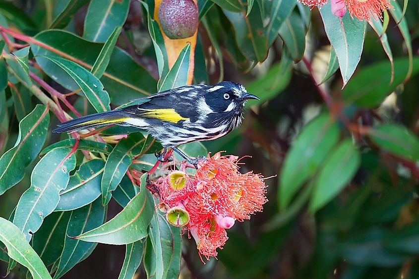 Tasmania bird