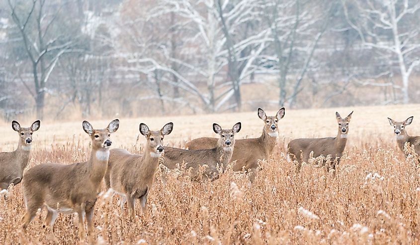 Herd of white-tailed deer in field on winter morning.