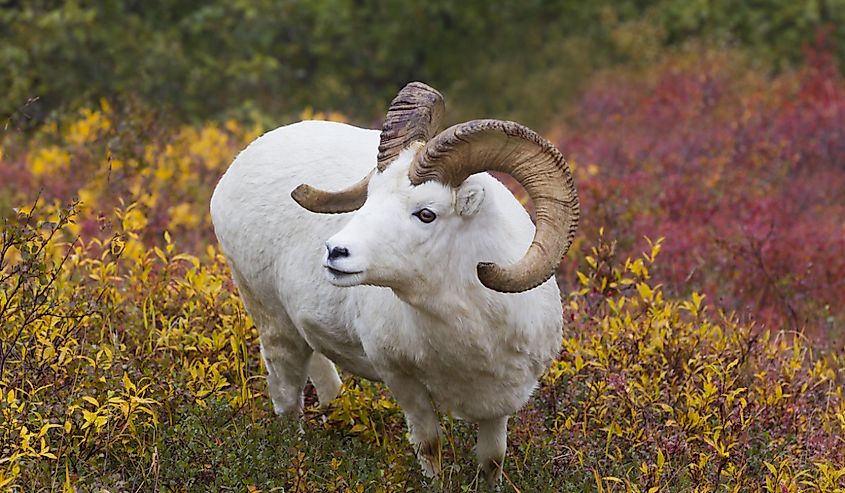 Dall in Denali - Dall sheep in the tundra colors, Denali National Park, Alaska