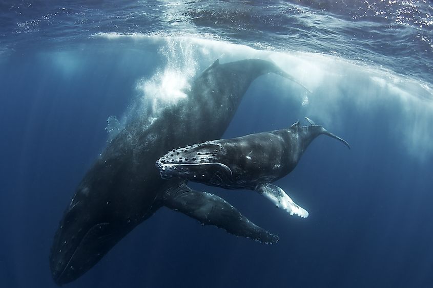 A humpback whale swimming underwater with its calf.