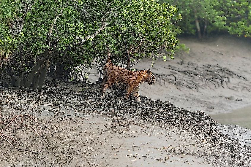 The Sundarbans mangroves is a saltwater swamp with a signifcant population of Bengal tigers.