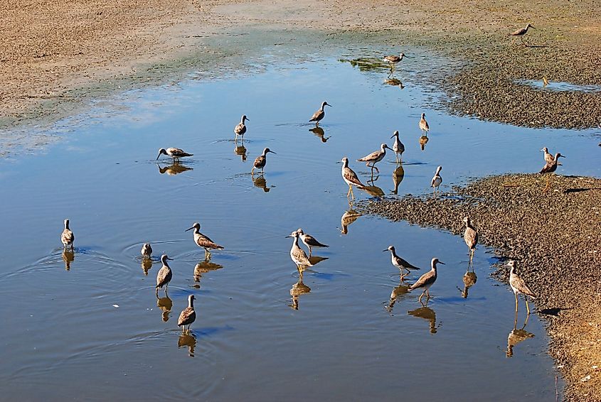 Greater and Lesser yellowlegs at Goose Pond in Wellfleet Bay Wildlife Sanctuary