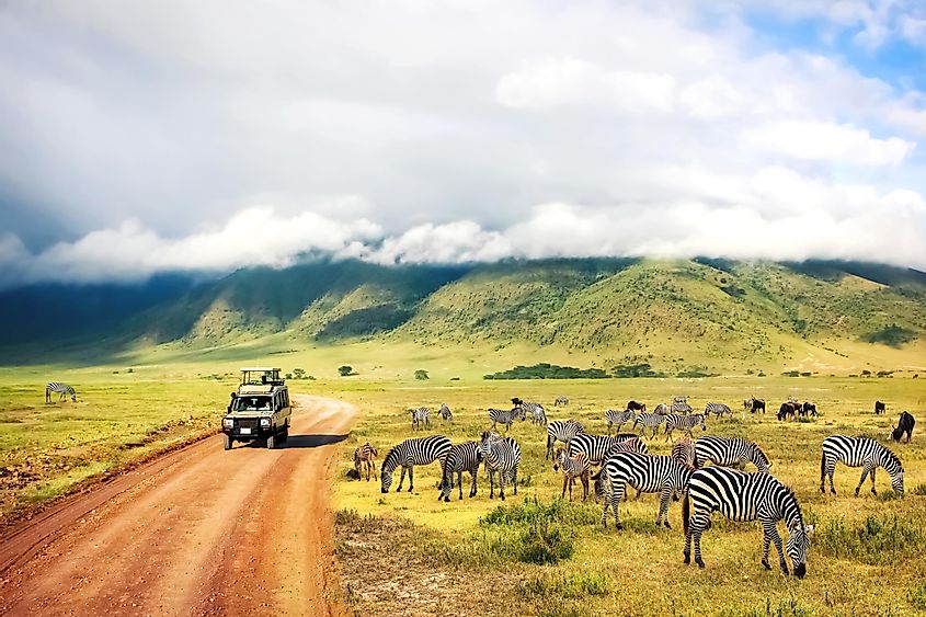 Safari in Ngorongoro Crater National Park. Tanzania.