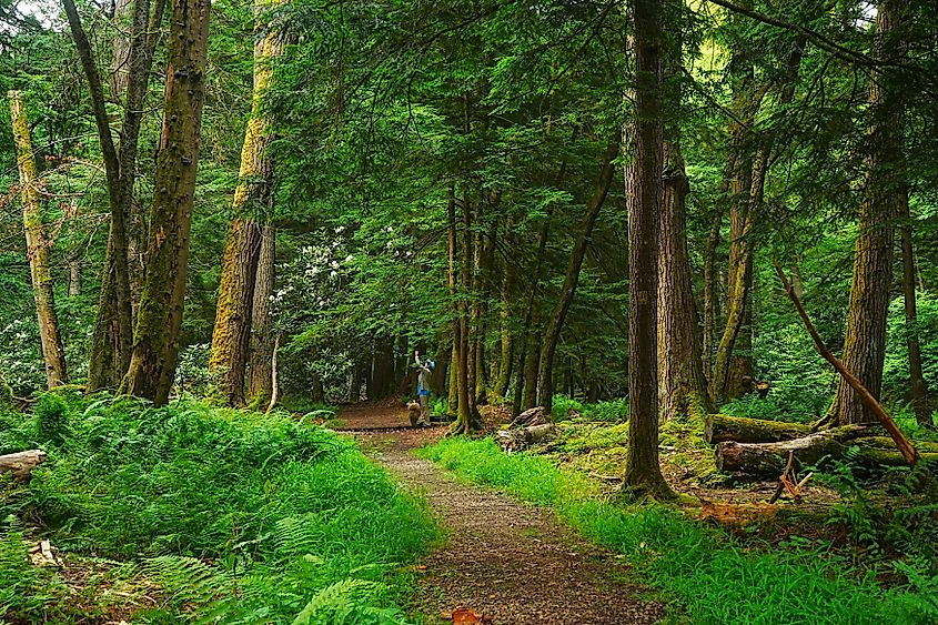 Old Growth in Cooks State Forest, Pennsylvania.