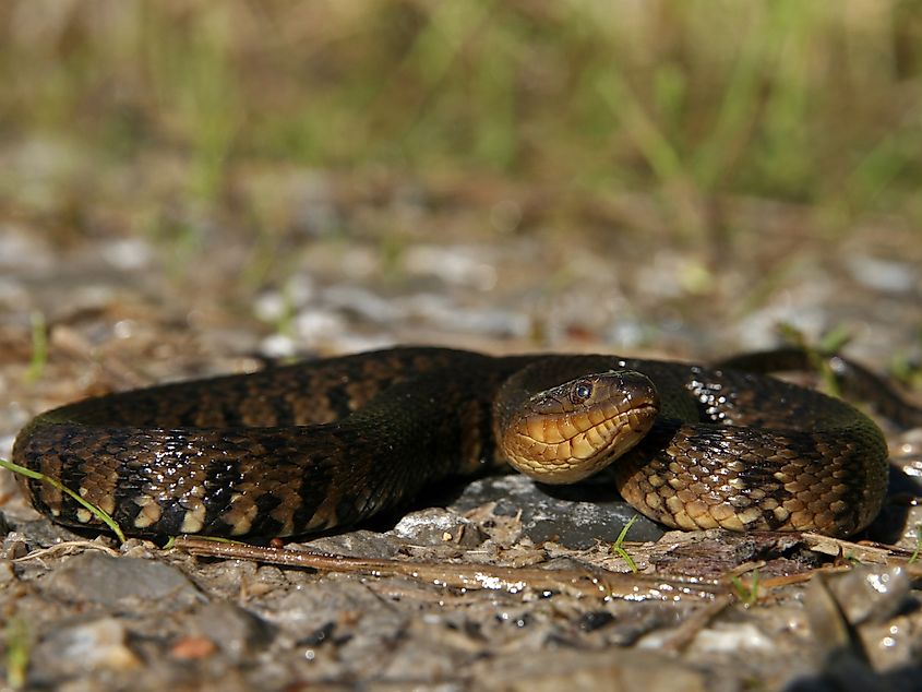 Mississippi Green Watersnake (Nerodia cyclopion).