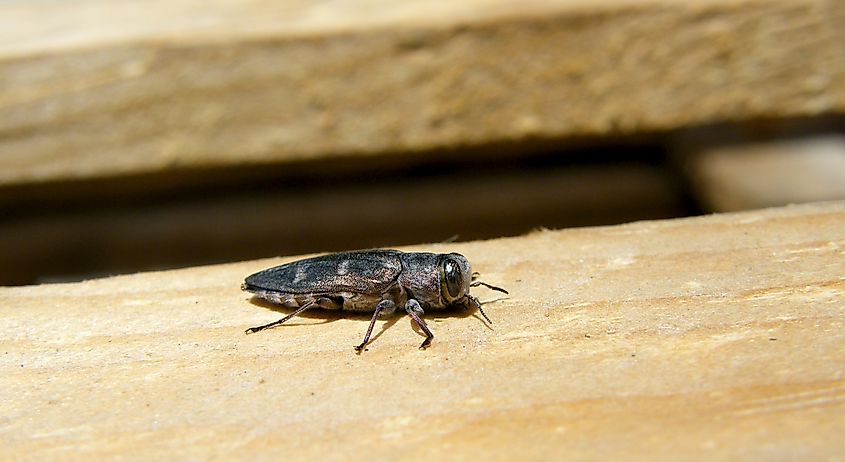 The bronze birch borer loves all kinds of birch, including paper birch, and makes its home in the bark. Credit: fran_pt/Shutterstock.com