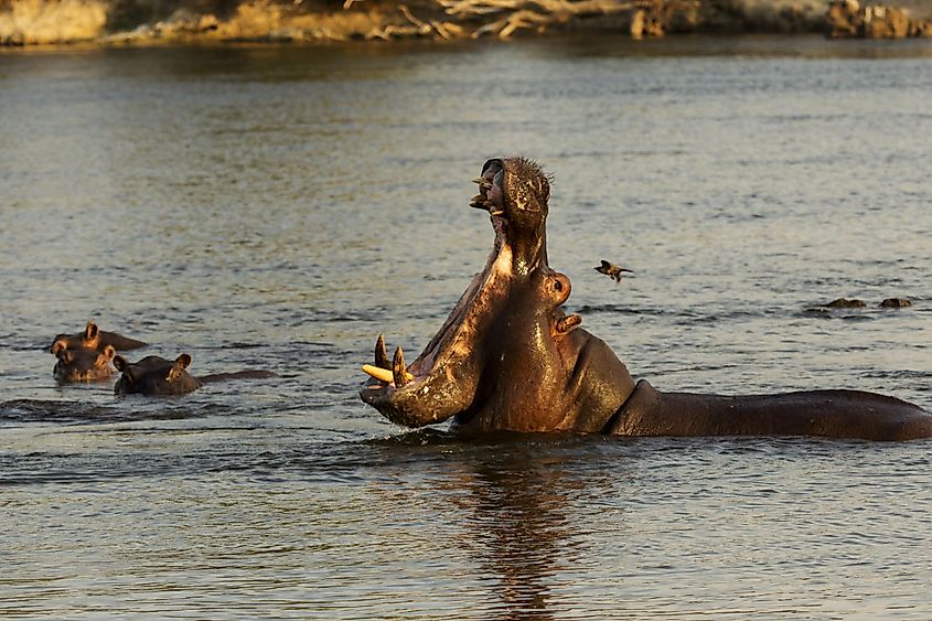 Hippopotamus