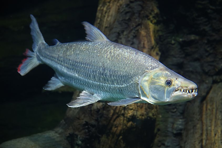 A Hydrocynus goliath (Goliath Tigerfish) found in the Kasai River.