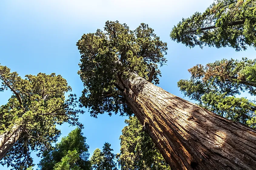 General Sherman Tree in Sequoia National Park.