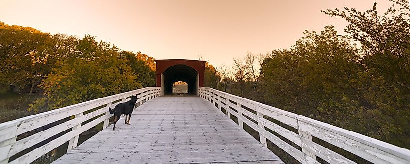 Dog Entering Covered Bridge. Historic Roseman Bridge of Madison County, Iowa. Icy bridge during fall sunrise.