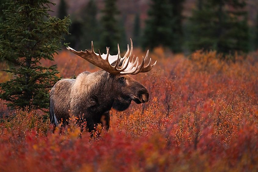Bull Moose in Denali National Park.