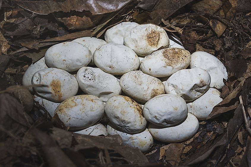 King cobra nest in the natural forests of southern Thailand (Credit: Ton Ponchai via Shutterstock)